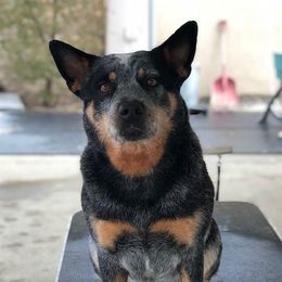 Macy - Australian Cattle Dog