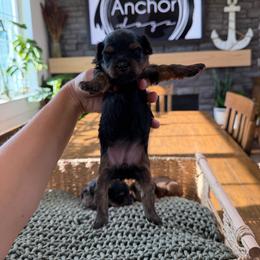 D  I  O R - Black and gold female Yorkipoo puppy in Hooper, Utah from Anchor Dogs