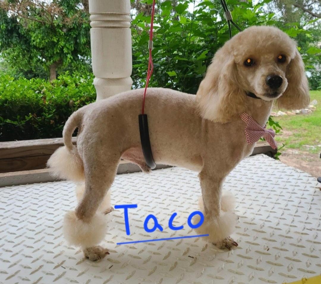 Taco