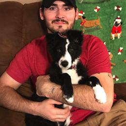 Border Collie Puppies from Ferguson Border Collies