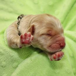 Reed - Caramel cream male Australian Labradoodle puppy in Stanwood, Washington from Victoria Creek Australian Labradoodles