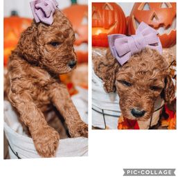 Girl 3 - Goldendoodle puppy in Needville, Texas from Dolly Doodles TX