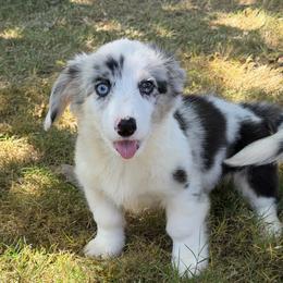Tinkerbelle - Blue merle and white female Cardigan Welsh Corgi puppy in San Diego ,Ca, California from SoCal Native Corgis