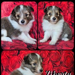 Liberty - Sable and white female Shetland Sheepdog puppy in Lebanon, Tennessee from Henotic Homestead's Shetland Sheepdogs