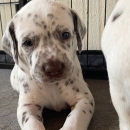 Purple - Dalmatian puppy from Zydeco Dalmatians