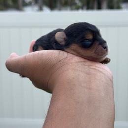 Athena - Black and tan female Yorkshire Terrier puppy in Deltona, Florida from Poodles by CNC