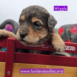 Wiggle - Blue merle female Bernedoodle puppy in Neillsville, Wisconsin from Granton Creek