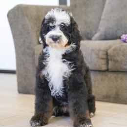 Cougar (socialization program student) - Tri-color male Bernedoodle puppy in Dundee, Ohio from Down Home Doodle