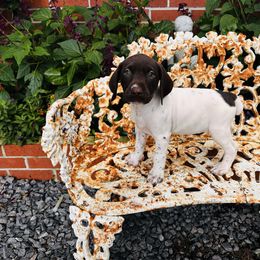 Birdie - White and liver female German Shorthaired Pointer puppy in Macclenny, Florida from Dillon's GSPs