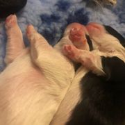 Lowchen Puppies from Dragonne Lowchen