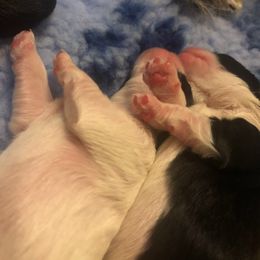 Lowchen Puppies from Dragonne Lowchen