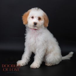 Miss Red - Caramel red female Labradoodle puppy in Travelers Rest, South Carolina from Doodles of Love Labradoodles