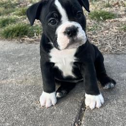 Zinnia - Black and white female Olde English Bulldogge puppy in Camdenton, Missouri from Mule Pool Olde English Bulldogges