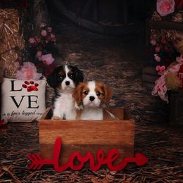 Border Collie and Cavalier King Charles Spaniel Puppies from Casa De Cavaliers