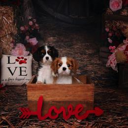 Border Collie and Cavalier King Charles Spaniel Puppies from Casa De Cavaliers