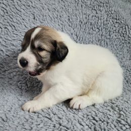 Koda - heavily badgered - White and badger male Great Pyrenees puppy in Monmouth, Maine from Flewelling Great Pyrenees