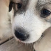 Anatolian Pyrenees and Goldendoodle Puppies from Up Shinn Creek