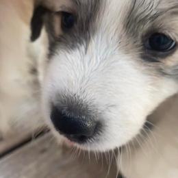 Anatolian Pyrenees and Goldendoodle Puppies from Up Shinn Creek