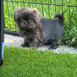 Shih Tzu Puppies from Margaret Szegda