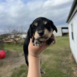 Dixie - Black and cream female Dachshund puppy in Nashville, Arkansas from Cuddles n Curls