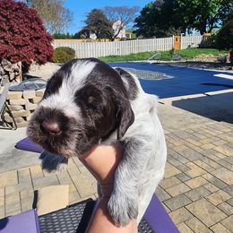 Storm - White and brown Wirehaired Pointing Griffon puppy in Clear Spring, Maryland from Moonshine's Wirehaired Pointing Griffons