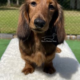 Chuckie - Red male Dachshund puppy in Imperial, Missouri from Bea’s Dackel Haüs