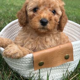 Sparky - F1b - Apricot male Cavapoo puppy in Lewisburg, Pennsylvania from Cinda's Cavapoos