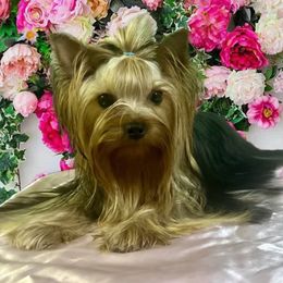 Yorkshire Terrier puppies from Holy Terriers Yorkies