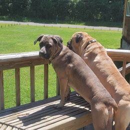Luna - Cane Corso
