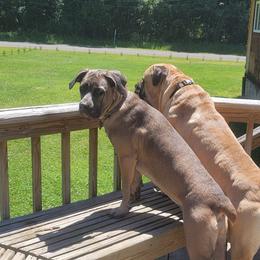 Luna - Cane Corso