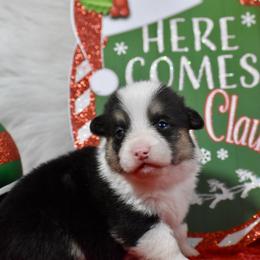 Max - Black and tan male Pembroke Welsh Corgi puppy in Gober, Texas from Trigger Time Kennels