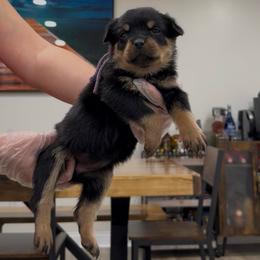 Purple Collar Female - Black and rust female Rottweiler puppy in Brandenburg, Kentucky from Boss Rottweiler Haus