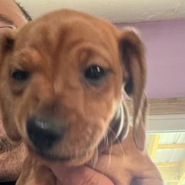 Dachshund Puppies from Witchy Woman’s Wiener’s