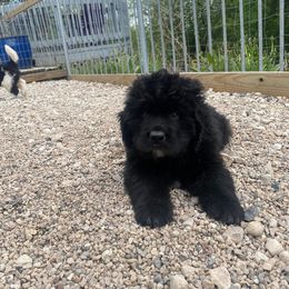 Newfoundland Puppies from Crossroads Newfoundlands