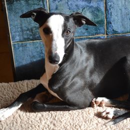 Baxter - Whippet