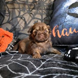 Cordelia - Liver female Shih Tzu puppy in Lancaster, Ohio from Wandering Tzu