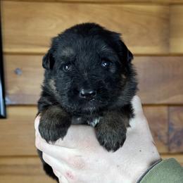 Iris - Black and red female German Shepherd puppy in Garland, Maine from Vom Schön Traumhund