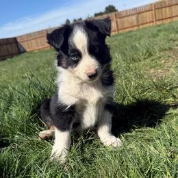 Spruce - Black tri male Miniature Australian Shepherd puppy in Medical Lake, Washington from MAS Gone Rogue