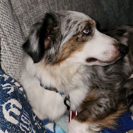 Lily - Miniature Australian Shepherd