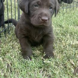 Golden Retriever and Labrador Retriever Puppies from All Around Retrievers
