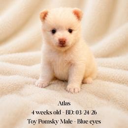 Atlas - White male Pomsky puppy in Lincoln, Nebraska from Blue Heaven Pomsky