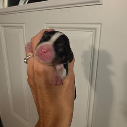 Boy 3 - Tri-color male Cavalier King Charles Spaniel puppy in Springfield, Missouri from Caney Mountain Cavaliers LLC