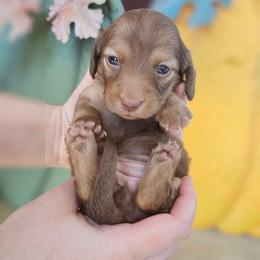 True - Chocolate and tan female Dachshund puppy in Loganville, Georgia from Royal Dackel Haus