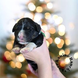 Theodore - Tri-color male Bernedoodle puppy in Ashton, Idaho from Kerr Kanine Ranch