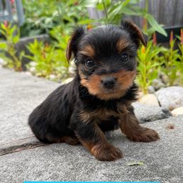Yorkie Boy1 - Black and tan male Yorkshire Terrier puppy in Summerville, South Carolina from Our Yorkie and Morkie Puppies of Summerville, South Carolina.