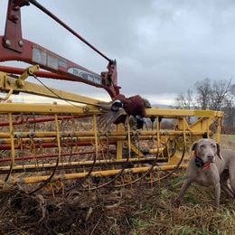 Weimaraner All Grown Up from Timberdoodle Weimaraners
