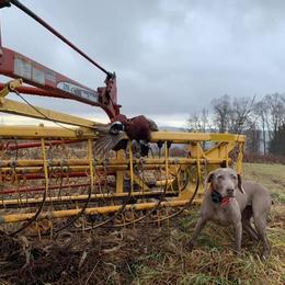 Weimaraner All Grown Up from Timberdoodle Weimaraners
