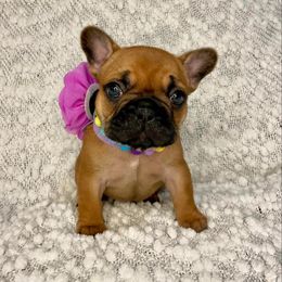 French Bulldog Puppies from GavFam Frenchies