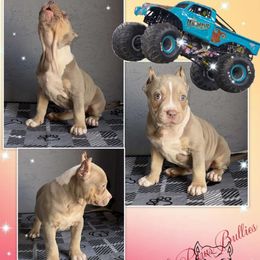 Whiplash - Lilac tri-color American Bully puppy in El Paso, Texas from PaPaws Gotta Love It Kennels