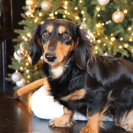 Molly - Dachshund